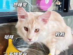-70cat德文卷毛猫·缅因猫纯种猫舍
