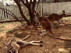 -贵州森林野生动物园