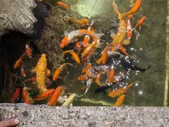 -老李家土菜馆·安吉地标美食
