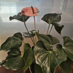 -成都艾特他整形外科医院