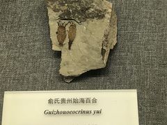 -贵州省地质博物馆