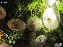 IMG_1232-星巴克(福州三坊七巷店)