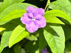 -国家植物园南园