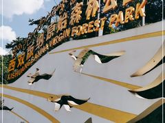-西双版纳原始森林公园