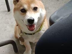 -柴犬高等学院·狗咖·柴犬售卖·宠物训练