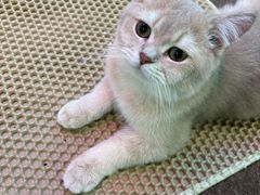 -大型宠物商超·宠海王国·宠物猫狗活体·用品·美容(新世界百货重庆店)