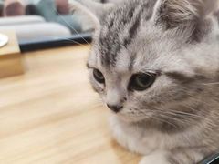 -袖虎·猫馆(体育西路店)