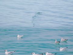 -青海湖国家重点风景名胜区