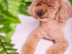 -读宠于你·约克夏比熊·睫角守宫·爬宠售卖(高新店)