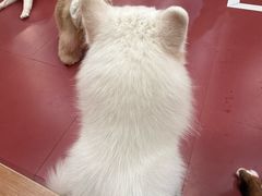 -和它·交个朋友·狗咖猫咖(爱琴海店)