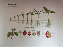 -Torch Coffee 炬点咖啡