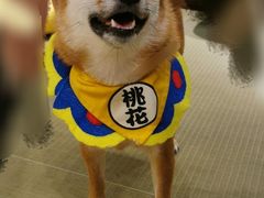 -逗柴咖啡屋·狗咖猫咖宠物桌游