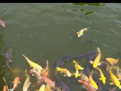 -西湖外事游船(花港观鱼码头)