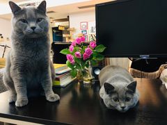 -瑞鹏宠物医院·爱宠堂·骨外专科(西荷分院)