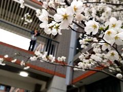 -金陵中学(河西分校)