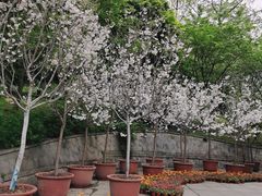 -南山植物园