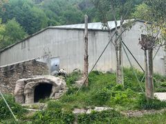 -卧龙中华大熊猫苑神树坪基地
