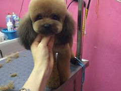 -爱宠屋pet shop·宠物洗澡·宠物美容