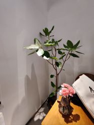 -玛莲朵·海菲秀冰珀科