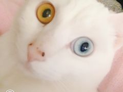 -守诺宠物医院·眼科· 特色牙科·异宠专科(虹口店)
