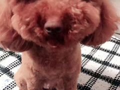 -翊宠yipet猫狗购宠庄园犬舍•猫舍