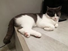 -猫儿山۰猫主题餐厅