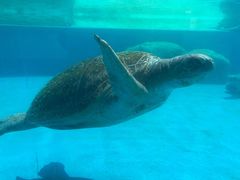 -珠海长隆海洋王国