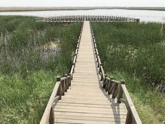 -哈素海