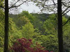 -铁山坪森林公园