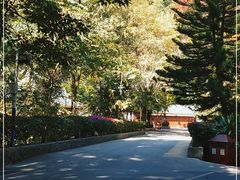 -西双版纳原始森林公园