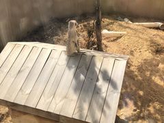 -合肥野生动物园