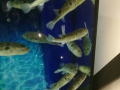 -肆月河豚·新淮扬(金融街店)