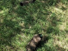 -北京麋鹿生态实验中心