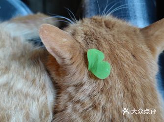 正犹豫坐哪里，茶园的橘猫穿过整个屋子