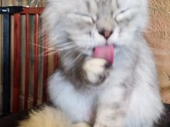 -猫猫幼稚园·撸猫·桌游·电玩