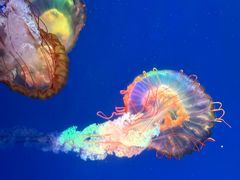 -海合安成都极地海洋公园