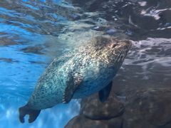 -上海海洋水族馆