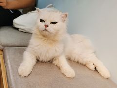 -喵宠乐园·撸猫互动·猫舍