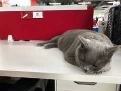 -喵百万·布偶·蓝金金渐层英短·猫舍(百子湾店)