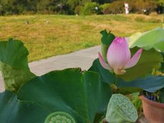-莲花池公园