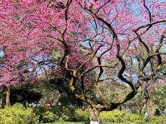 -杭州植物园