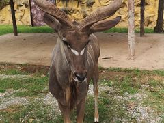 -清迈夜间动物园