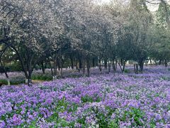 -泰州凤城河风景区-泰山公园