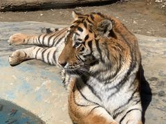 -栾川竹海野生动物园