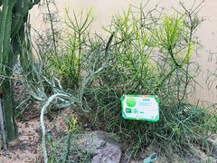 -正佳雨林生态植物园