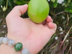 -芒洲湿地公园