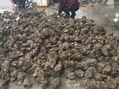 -蚝专家(北滘店)