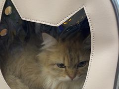 -瑞派紫金宠物医院24小时·骨科·中兽医·重症转诊中心(番禺大石院)