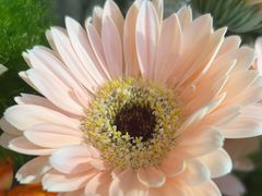 -爱尚幸福鲜花(上地实体店)