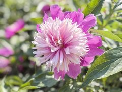 -莲池书院博物馆